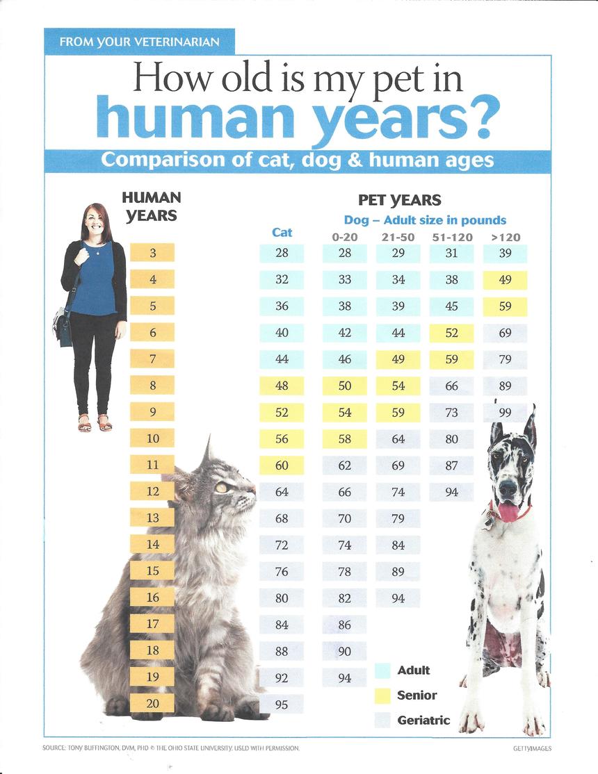 10 human years to cat years